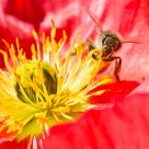 The Bee's Knees